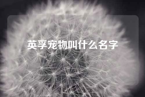 英孚宠物叫什么名字
