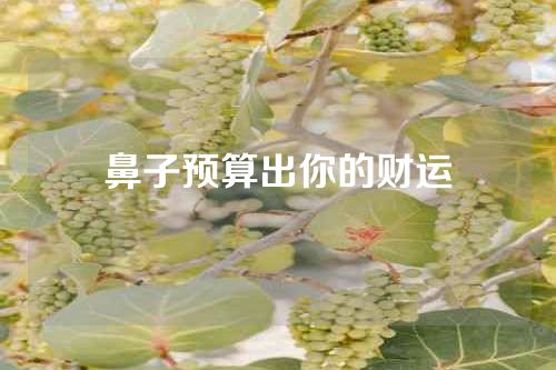 鼻子预算出你的财运