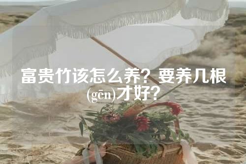 富贵竹该怎么养？要养几根(gēn)才好？